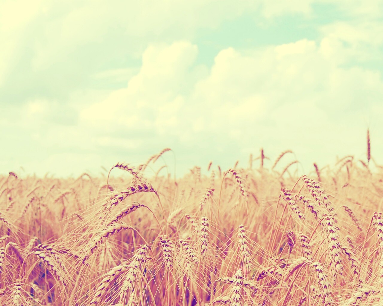 Поле колосьев обои