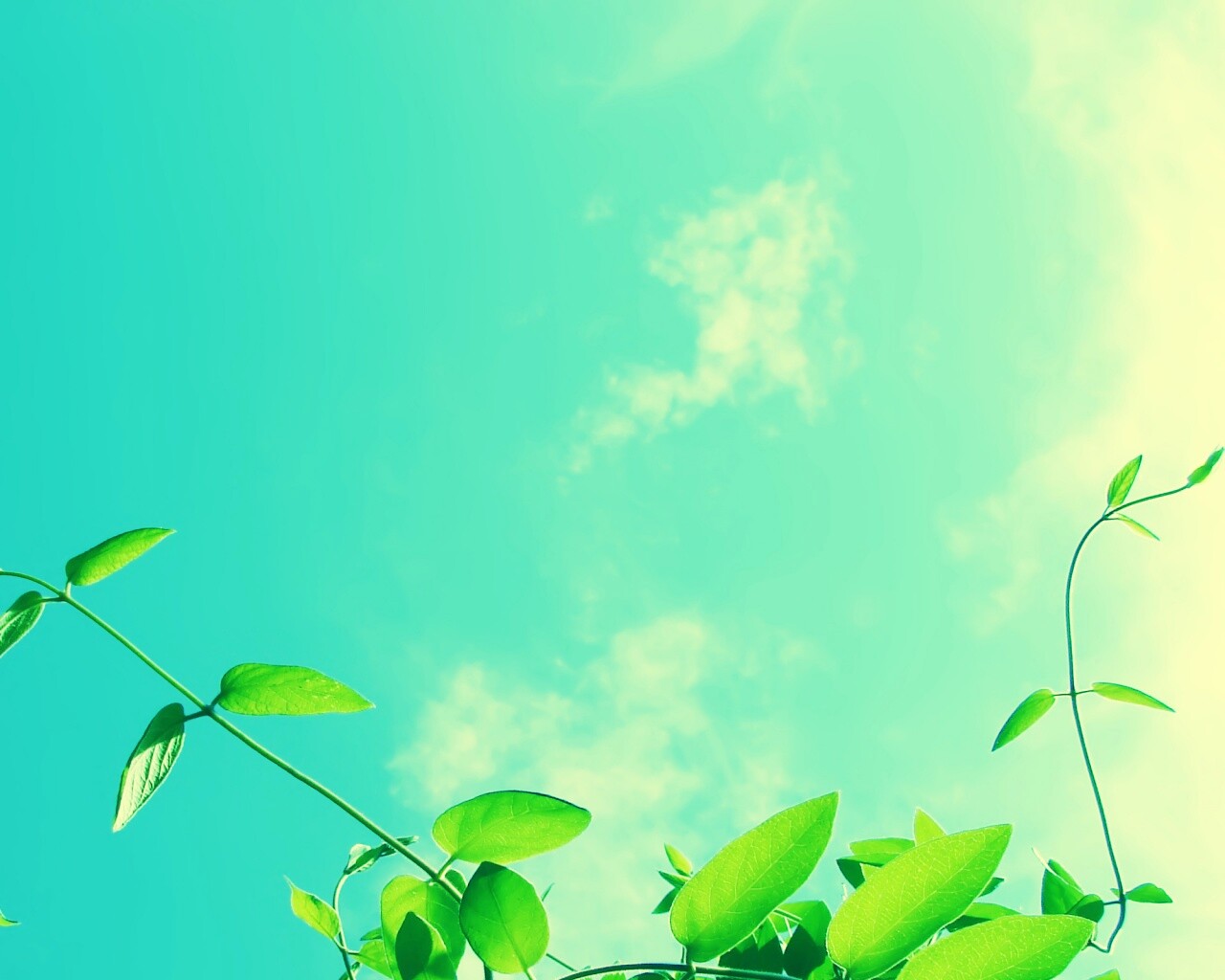 Зеленые ветви на фоне голубого неба обои
