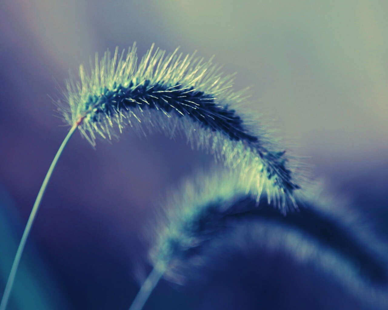 Травинка обои