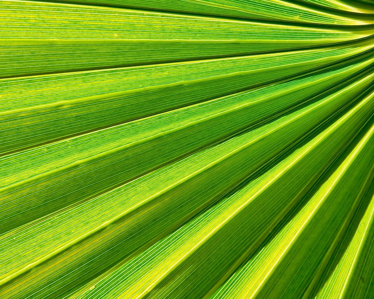 Зеленый пальмовый лист обои