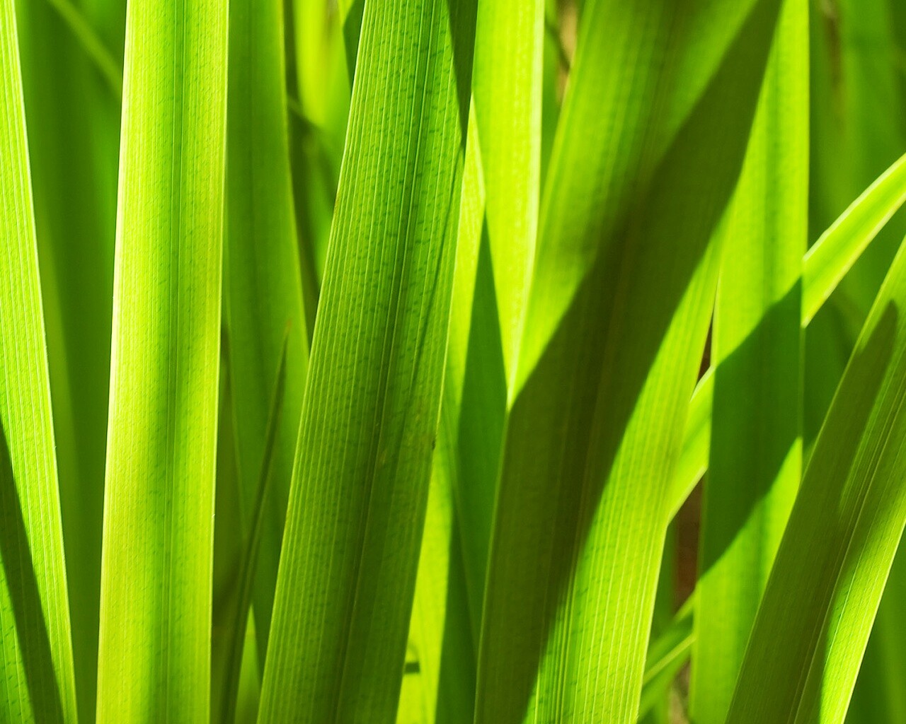 Стебли травы обои