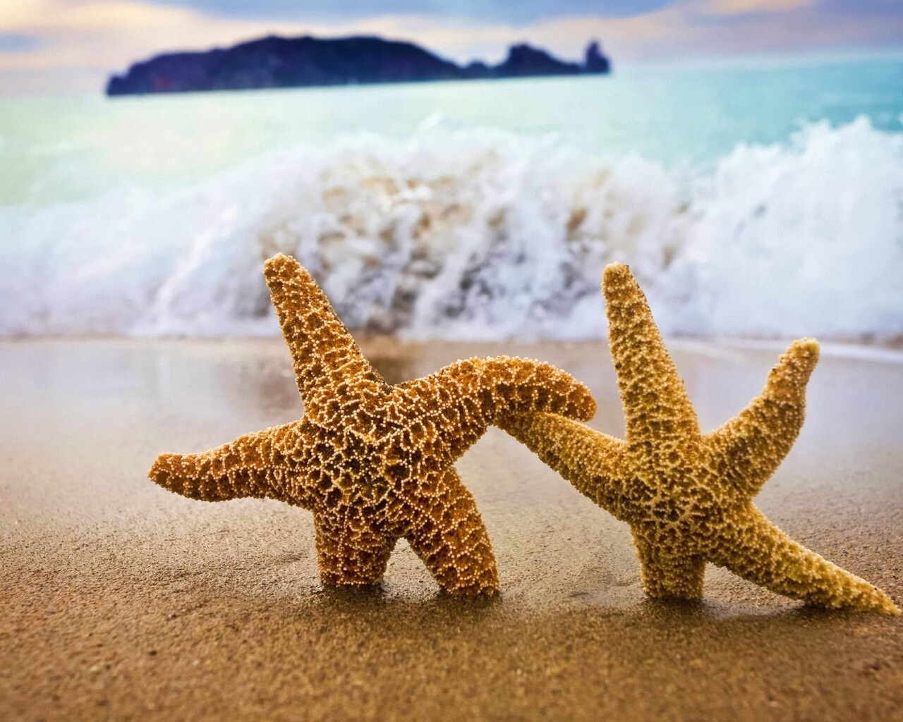 Две морские звезды обои