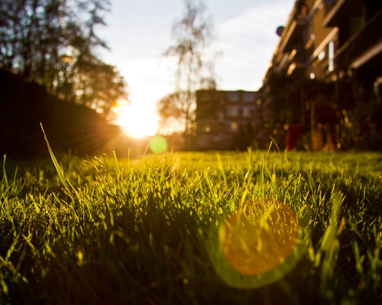 Трава во дворе обои
