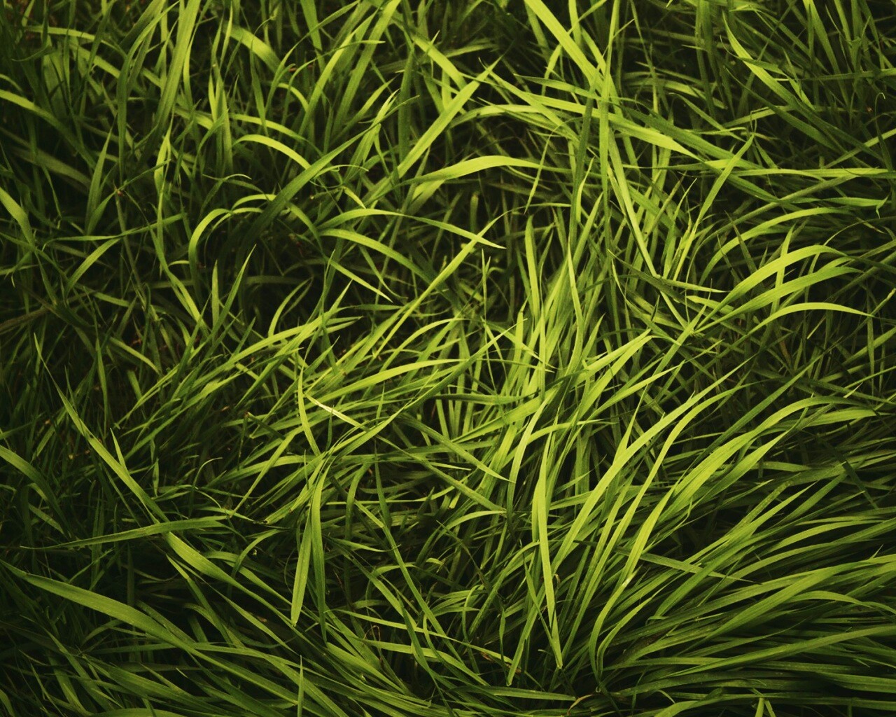 Блеклая трава обои