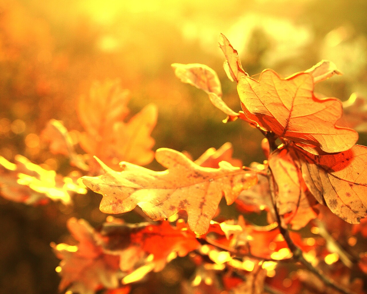 Дубовые листья обои