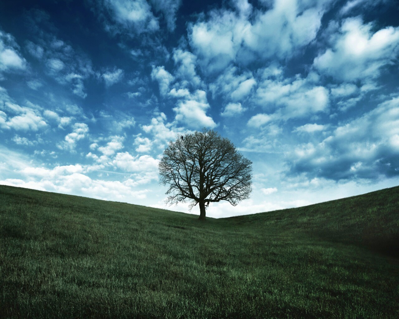 Холм одинокого дуба обои