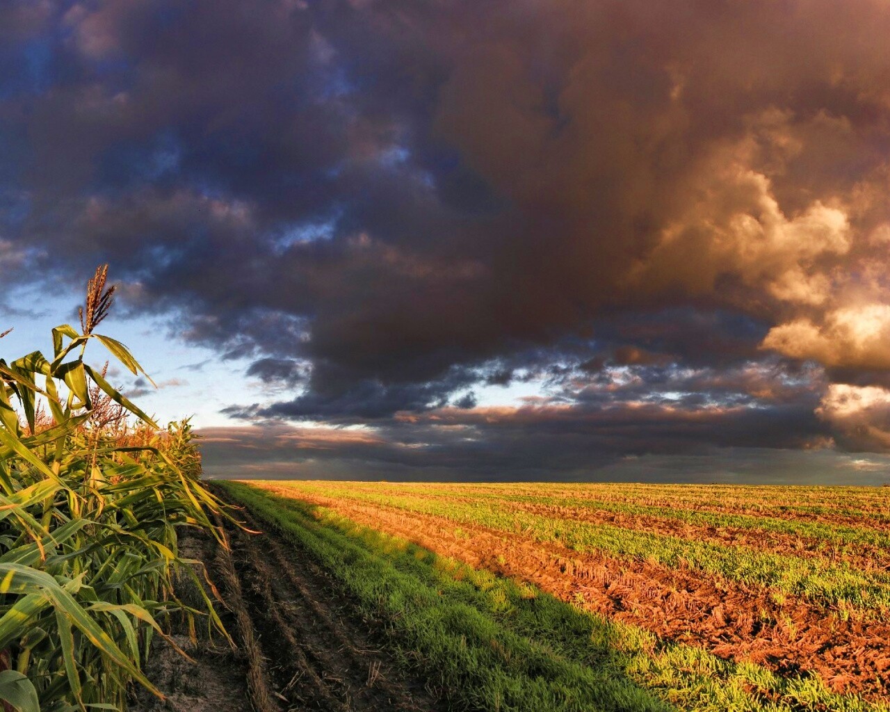 Кукурузное поле обои