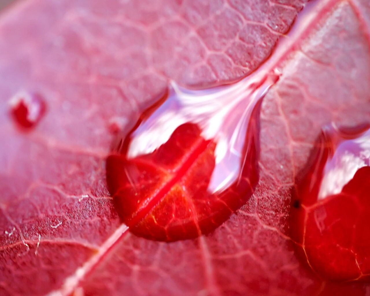 Две капли на красном листке обои