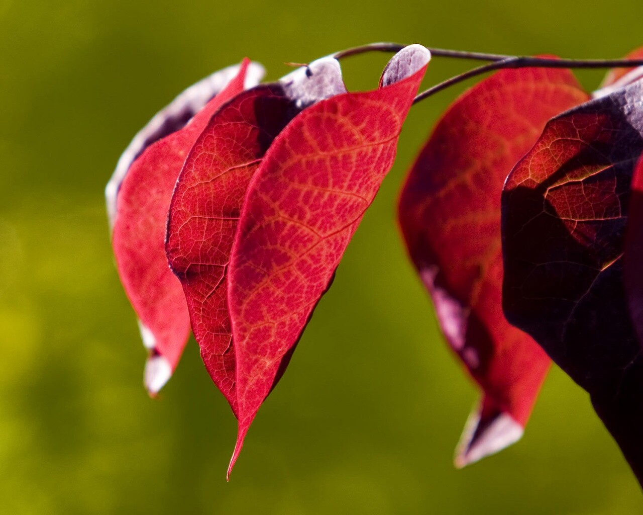 Ветка красных листьев обои