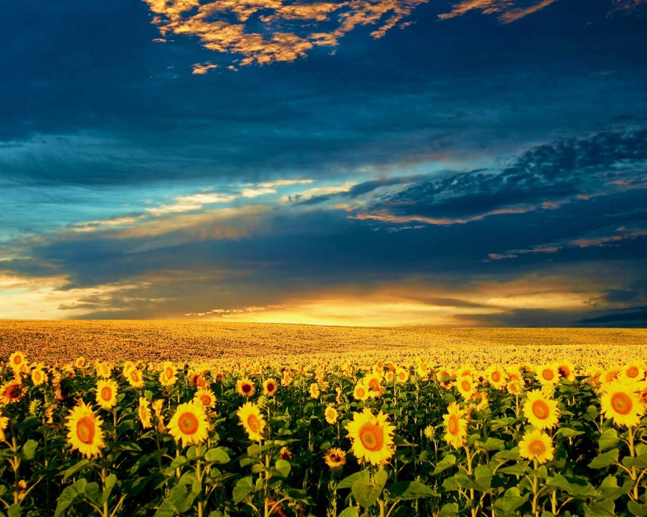 Целое поле подсолнухов обои