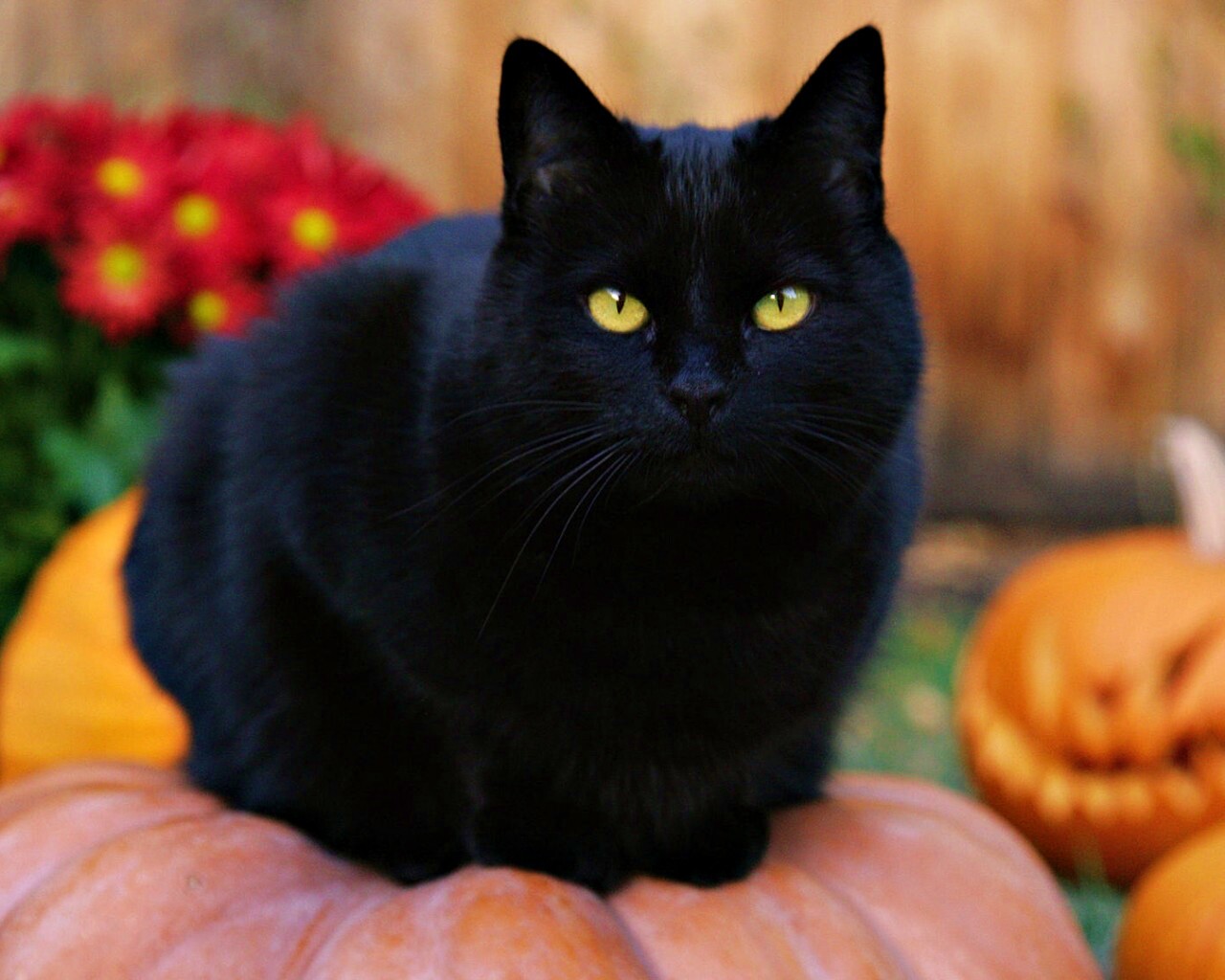 Чёрный кот на тыкве обои
