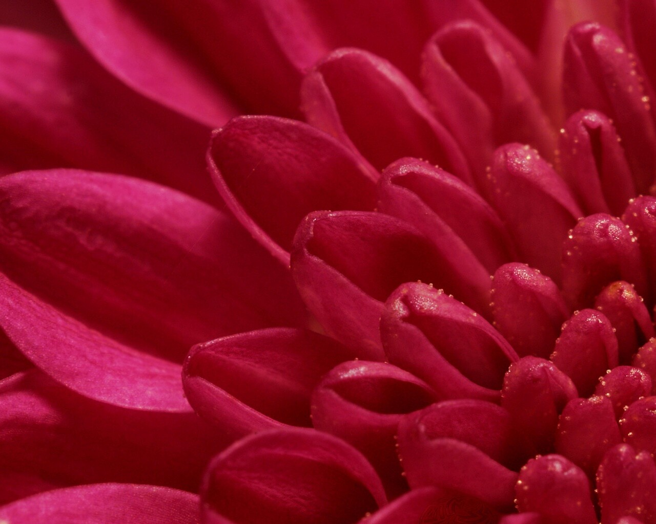 Лепестки хризантемы обои