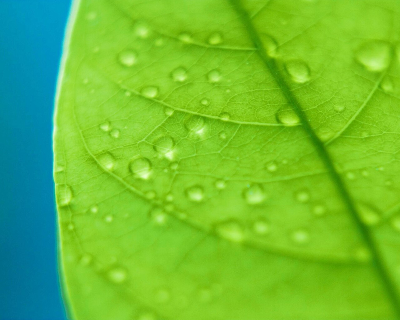 Зеленый листик в макро обои