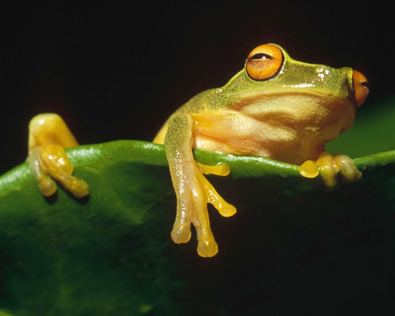 Лягушка на отдыхе обои