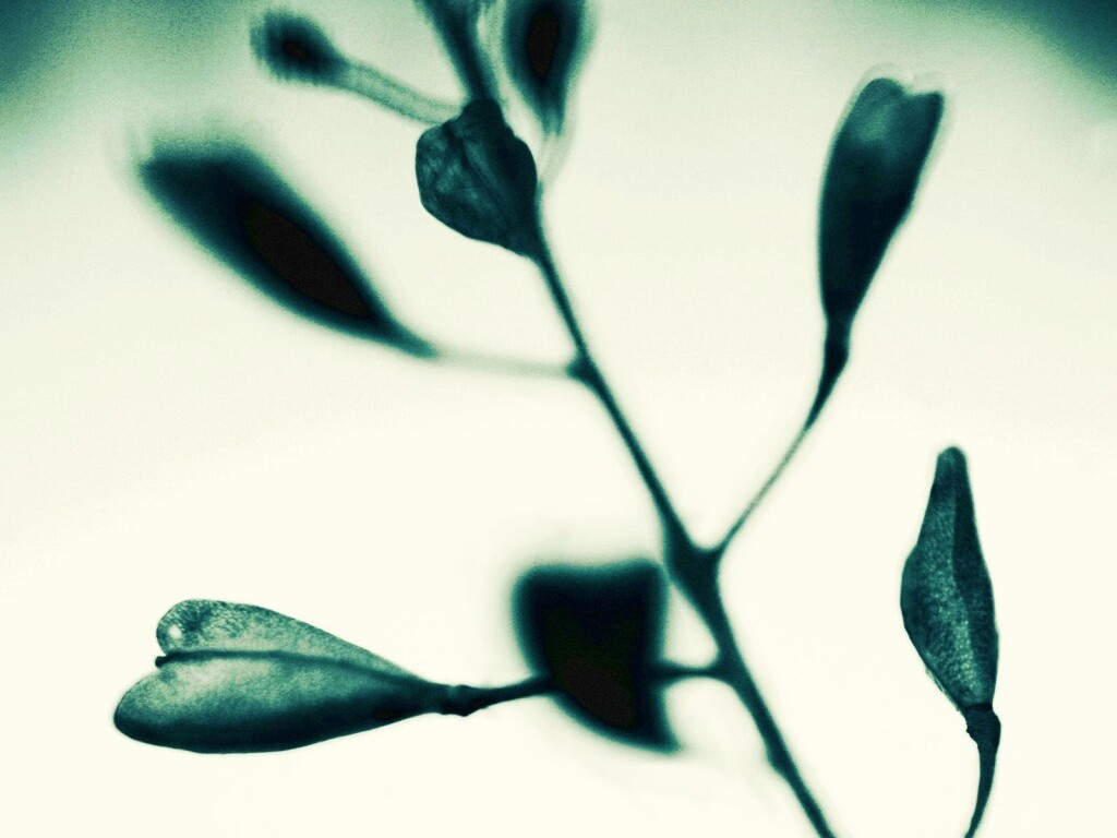 Усыхающие листья обои