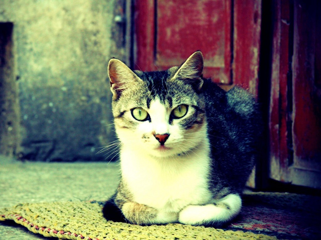 Кошечка на подстилке обои