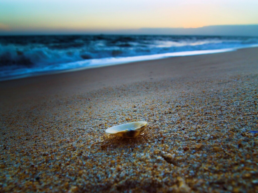 Ракушка не песчанном берегу обои