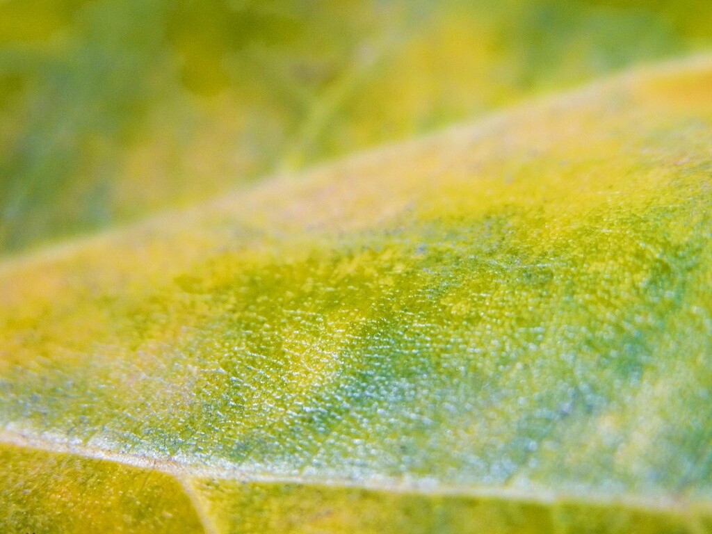 Повехность листа обои