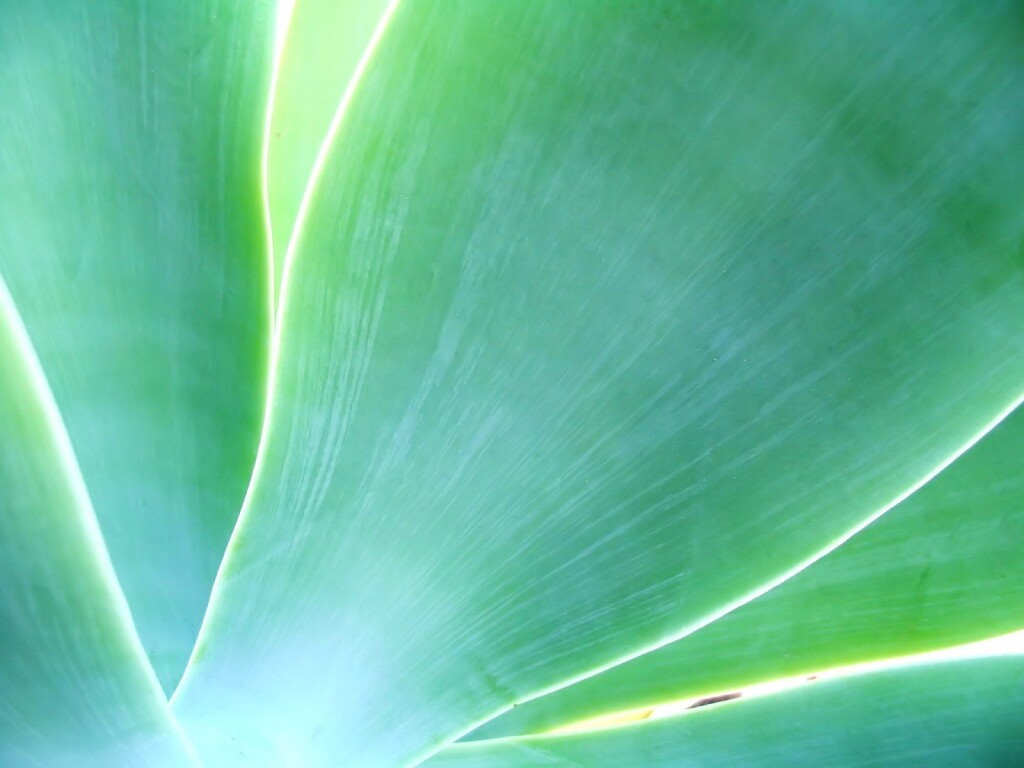 Макро фото травинки обои