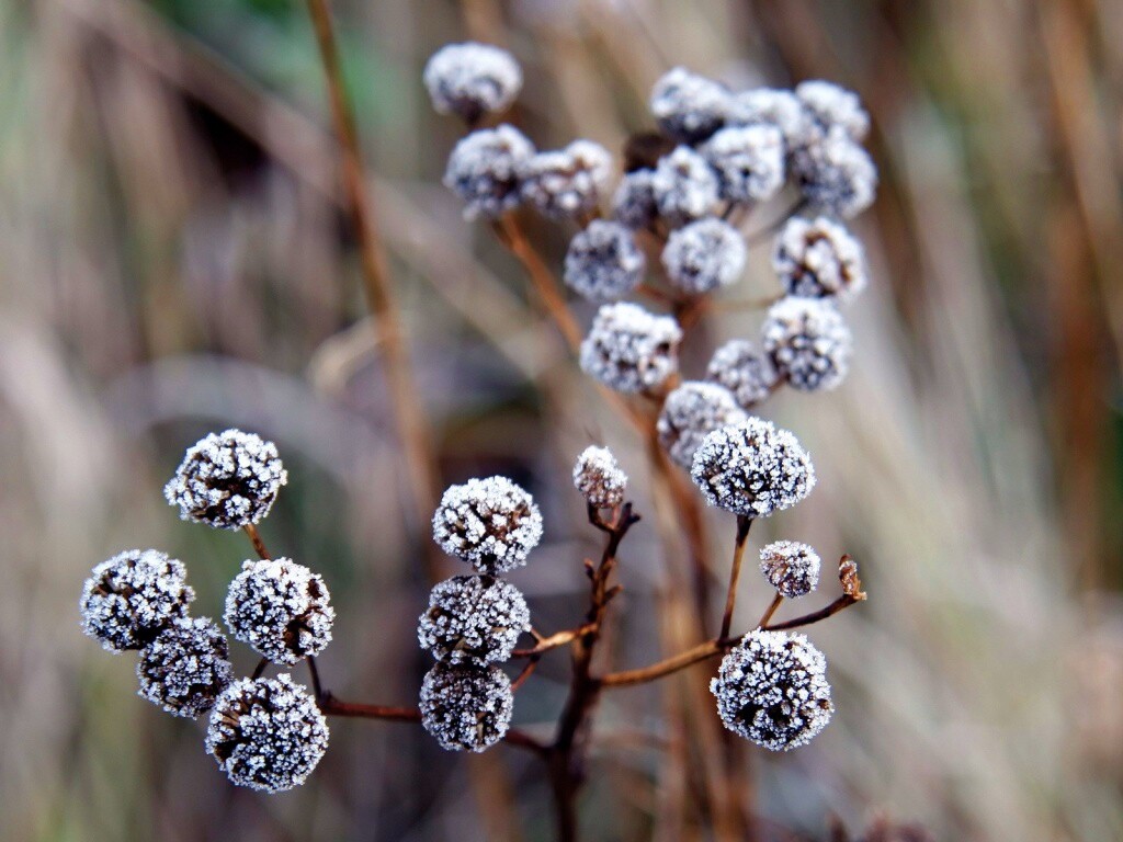 Иний на растении обои