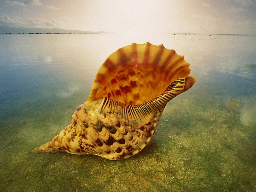 Морская раковина обои