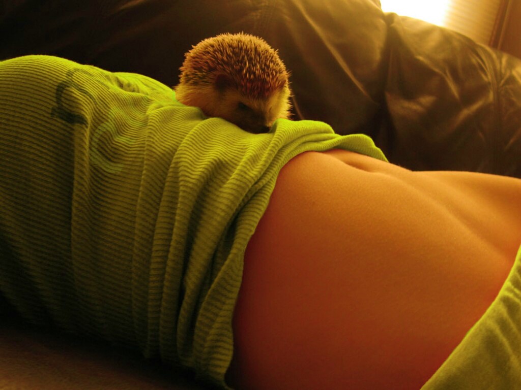 Девушка и ёжик обои