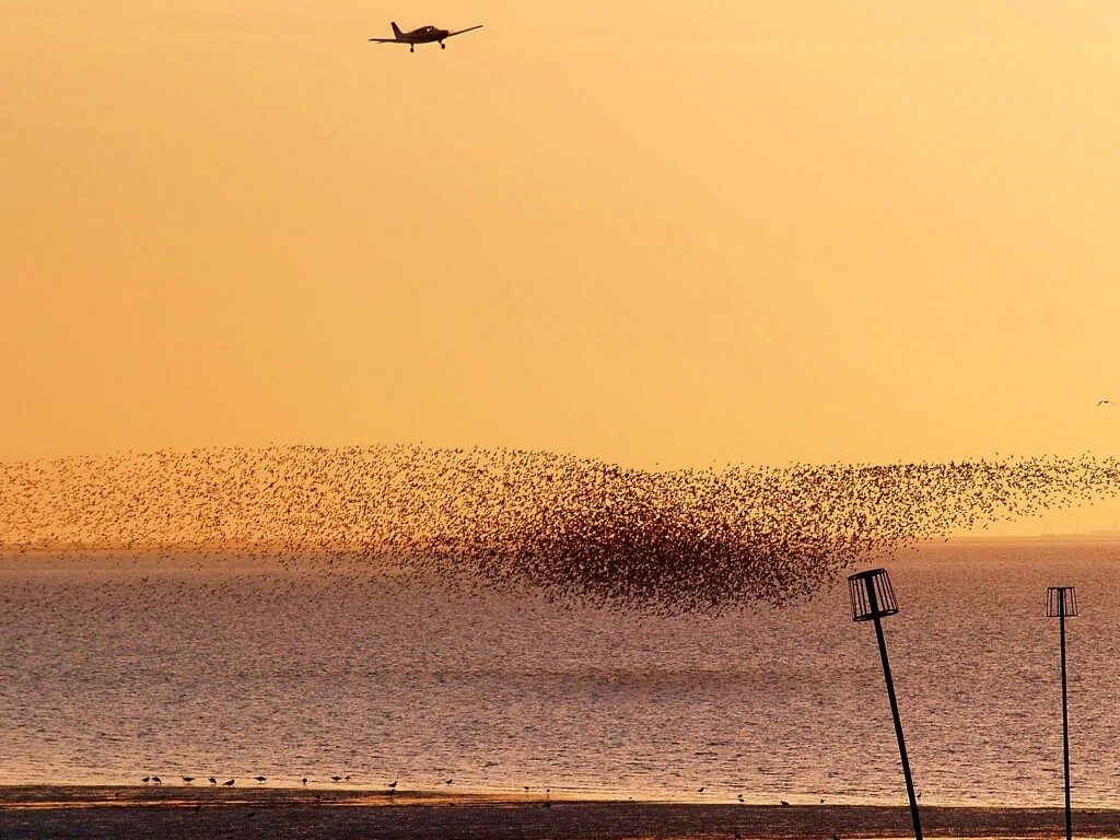 Взлетающая стая птиц обои