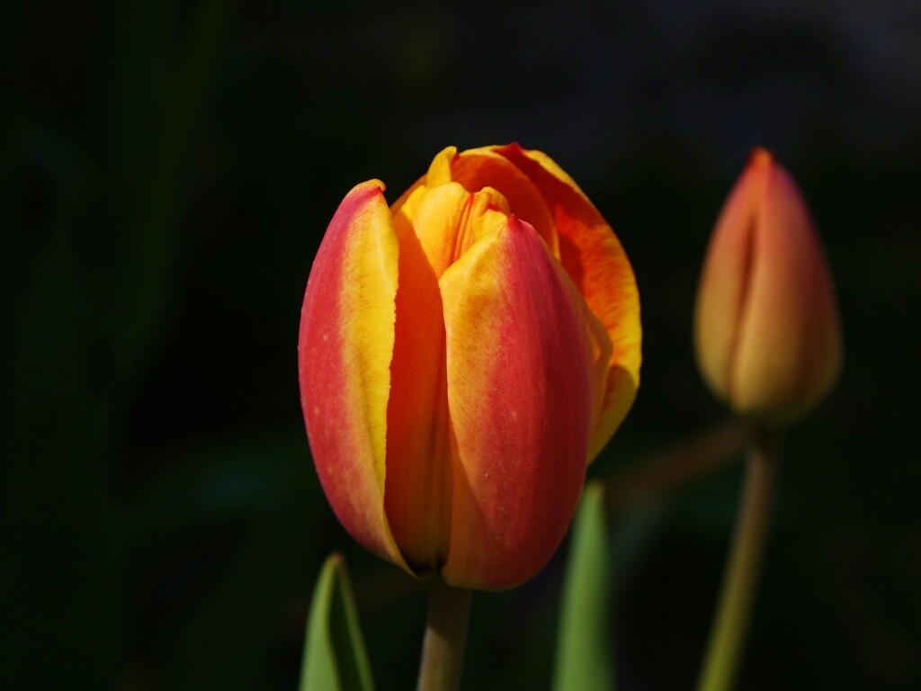 Распускающийся тюльпан обои