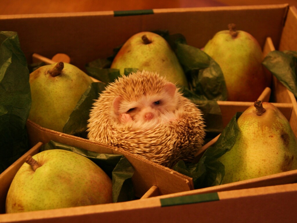 Ёжик в грушах обои