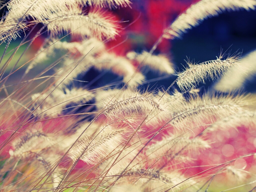 Травинки на ветру обои