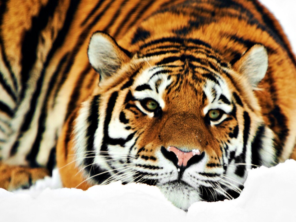 Тигр в снегу обои