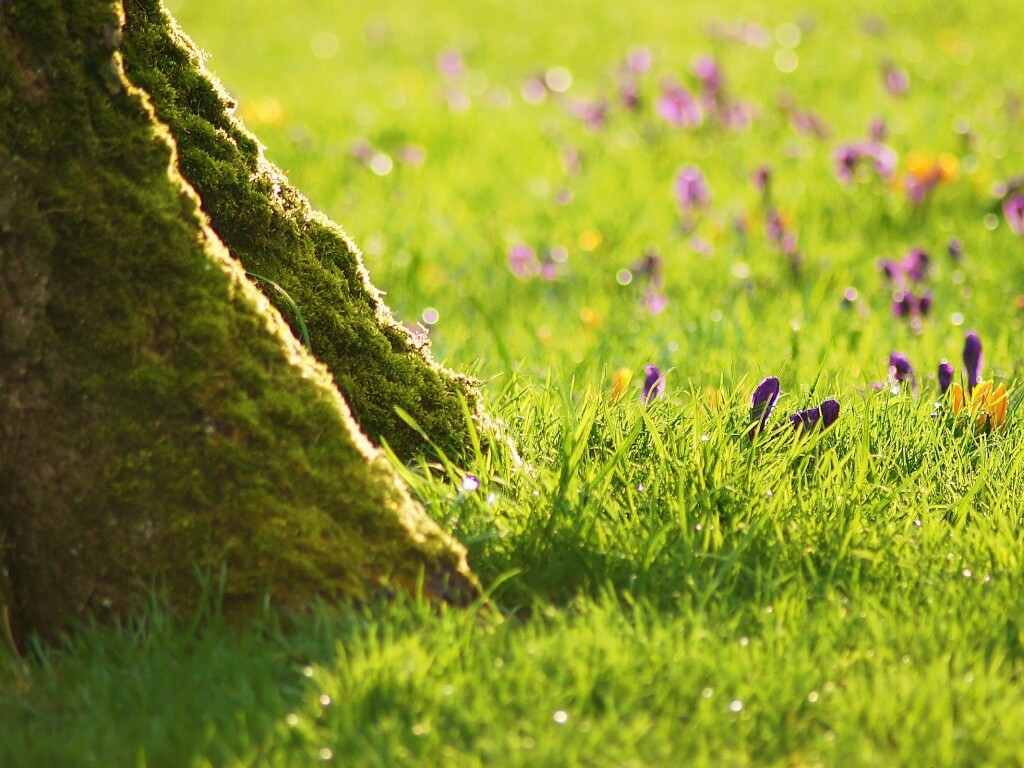 Дерево в траве обои