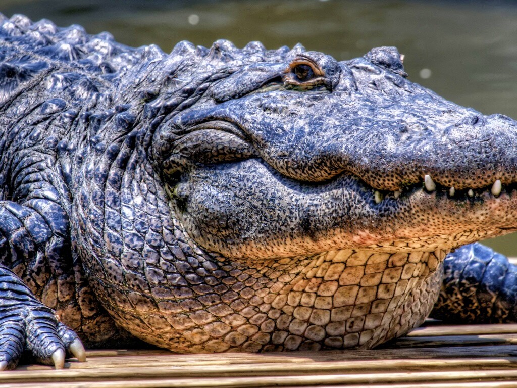 Синий крокодил обои