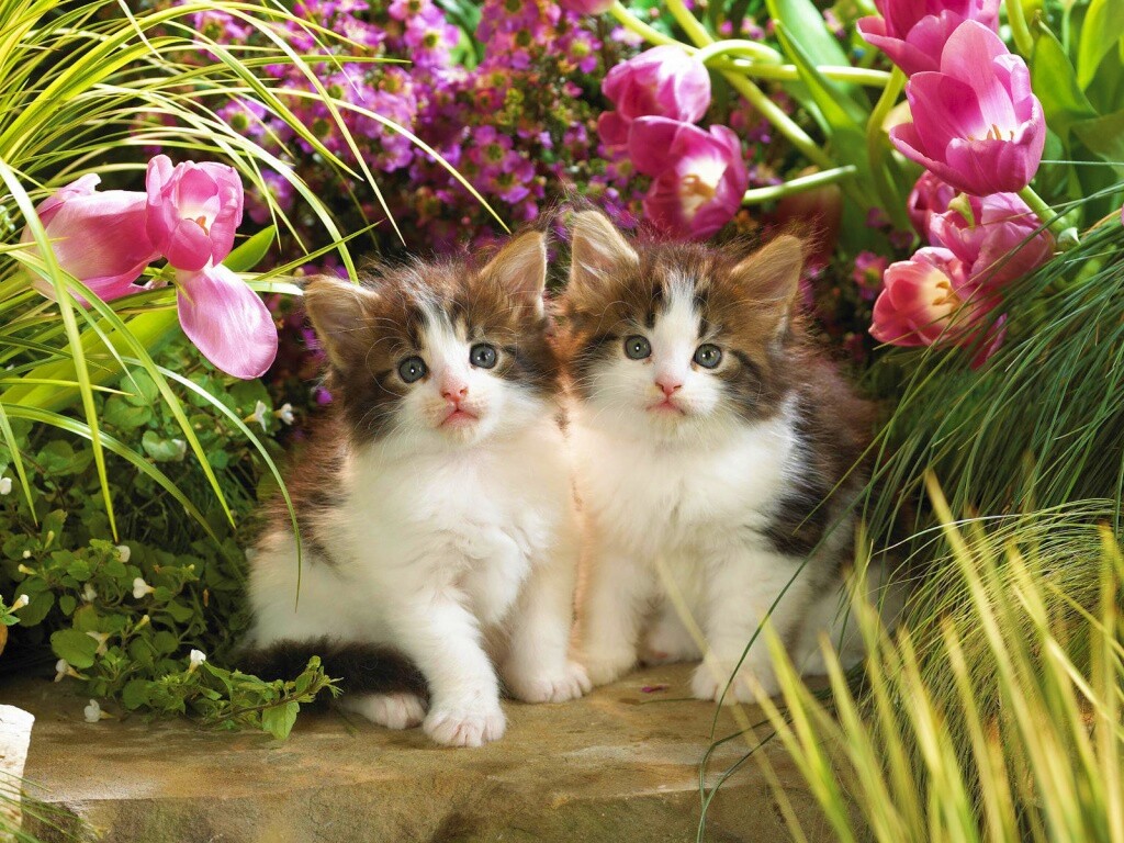 Котята в цветах обои