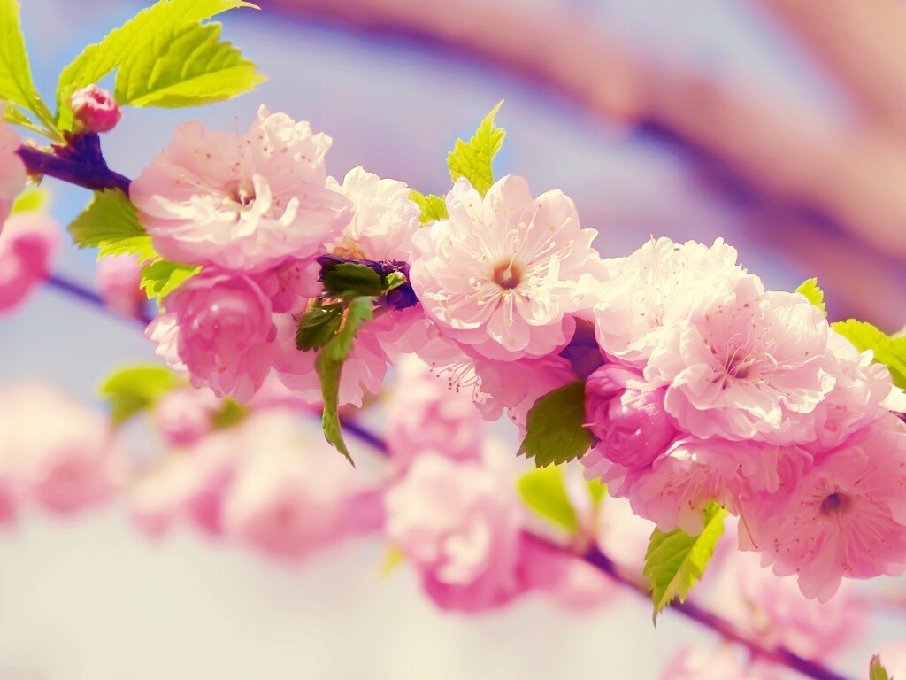 Ветка с цветами обои