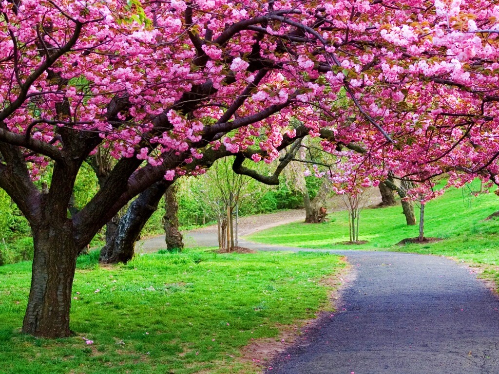 Дорожка между деревьями обои