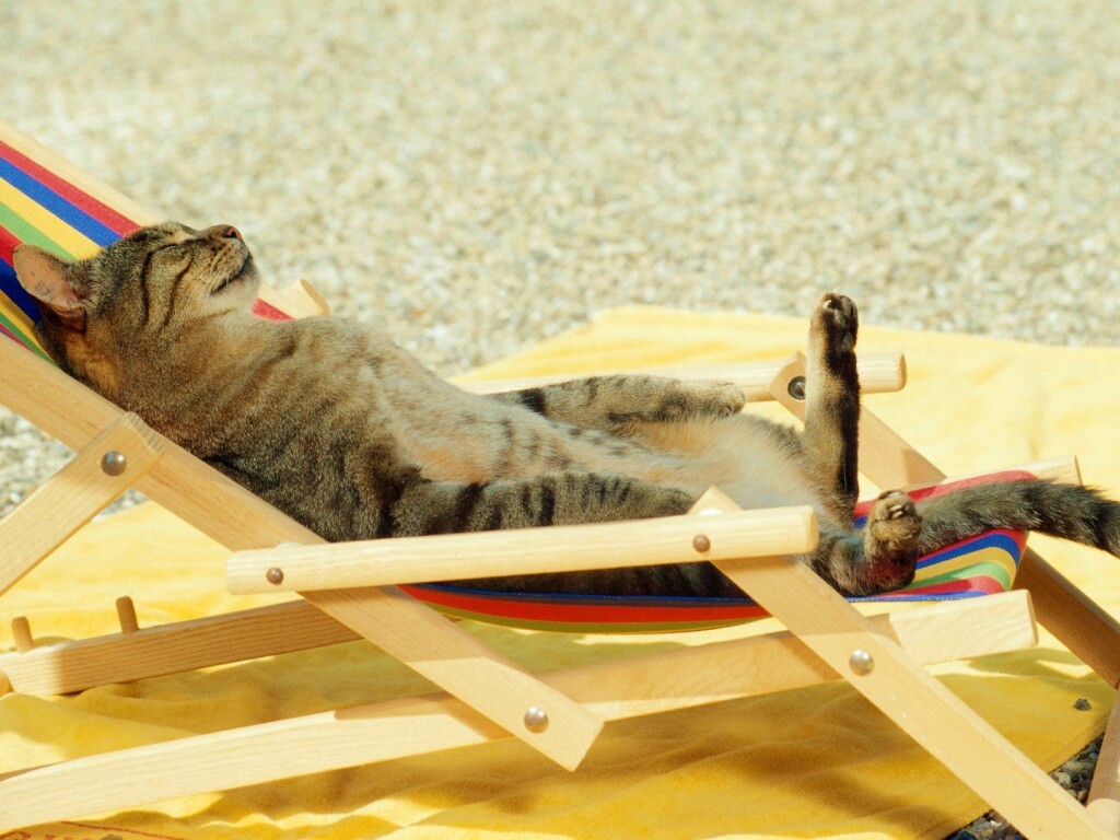 Кот в отпуске обои