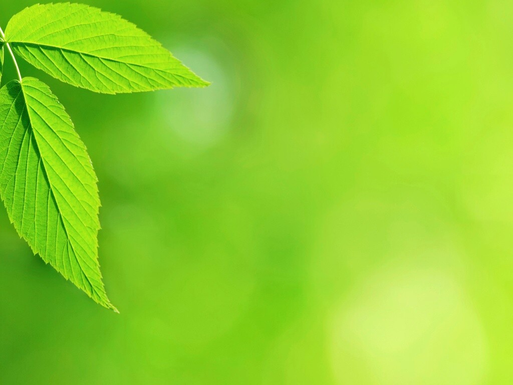 Два листа обои