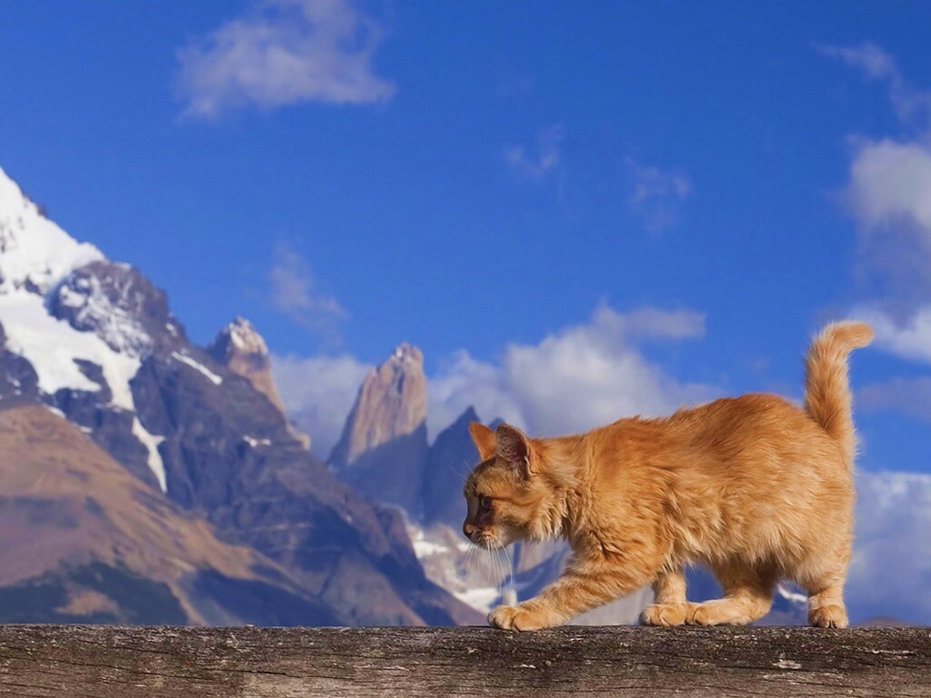 Рыжий котик в горах обои