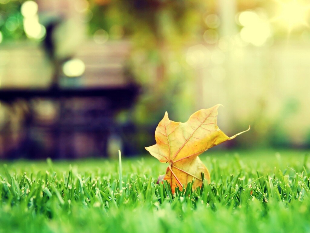 Зеленый лист на траве обои