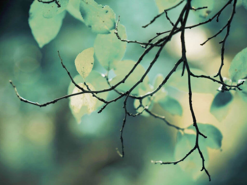 Осенние ветки без листьев обои