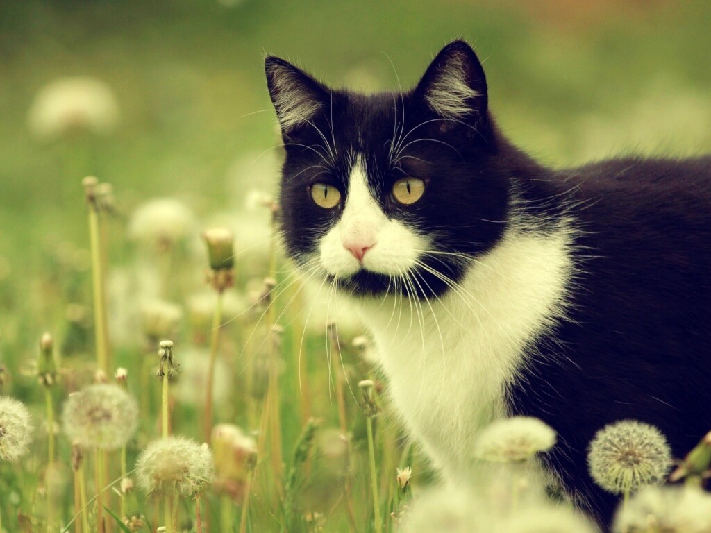 Кот в одуванчиках обои