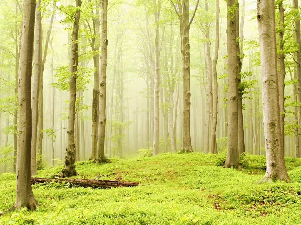 Опушка осинового леса обои