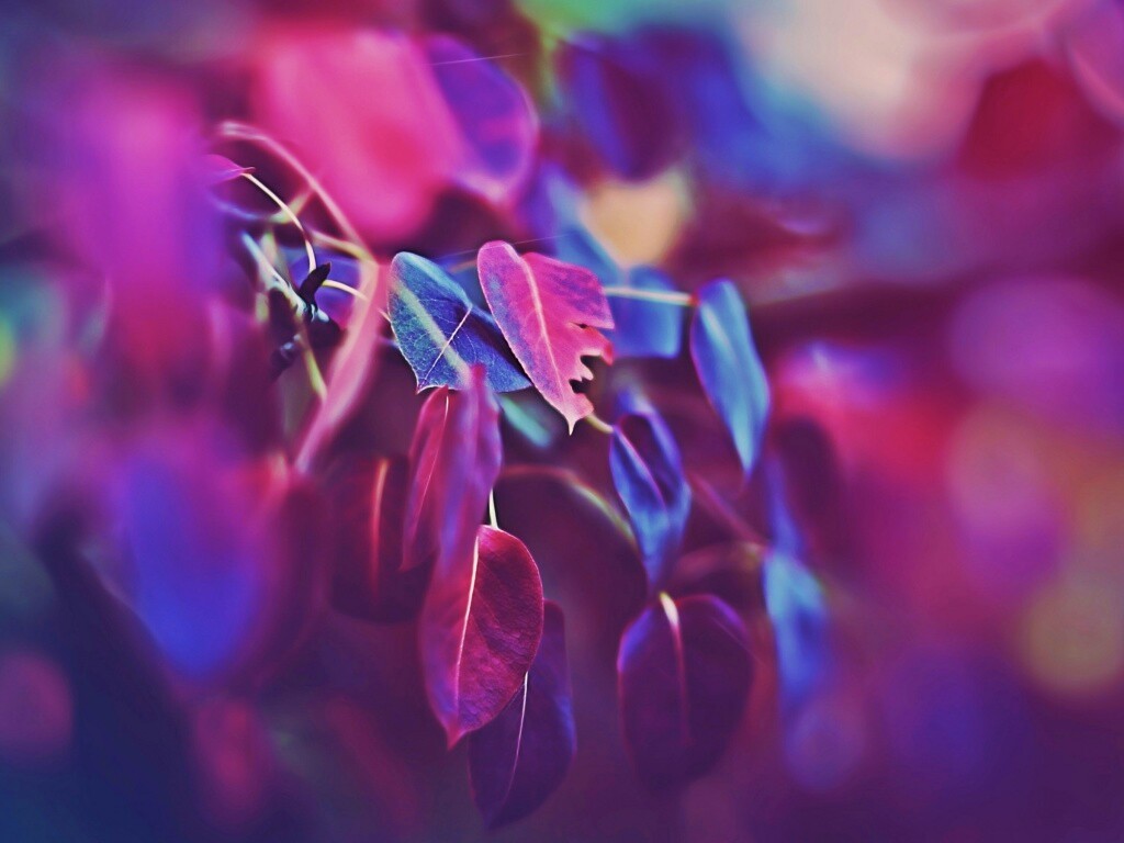 Фиолетовые листья обои
