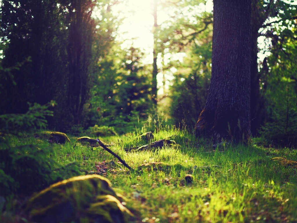 Лето в лесу обои