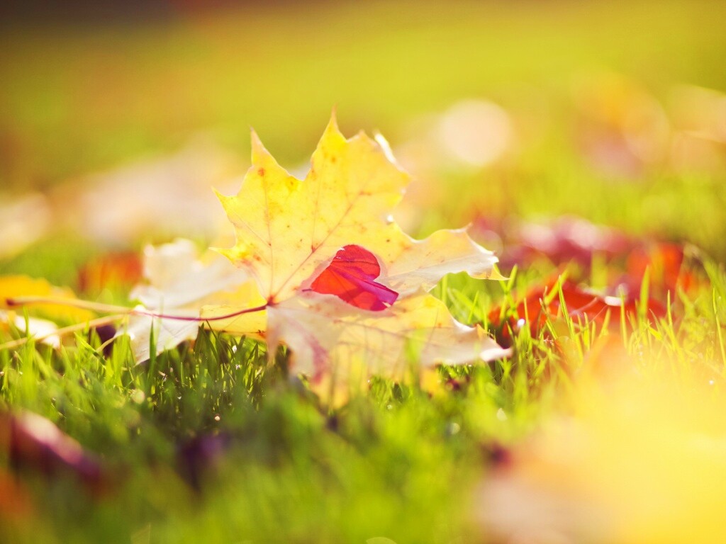 Листик в форме сердца обои