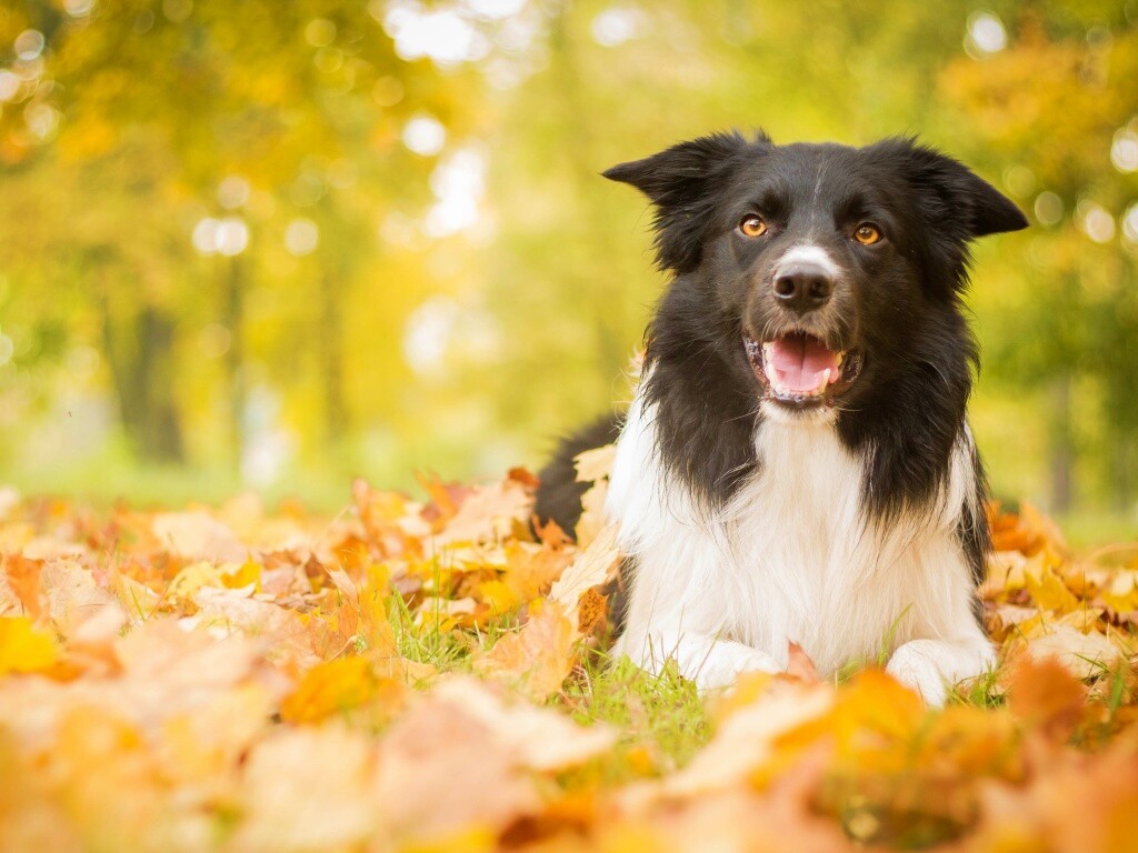Пес среди листвы обои