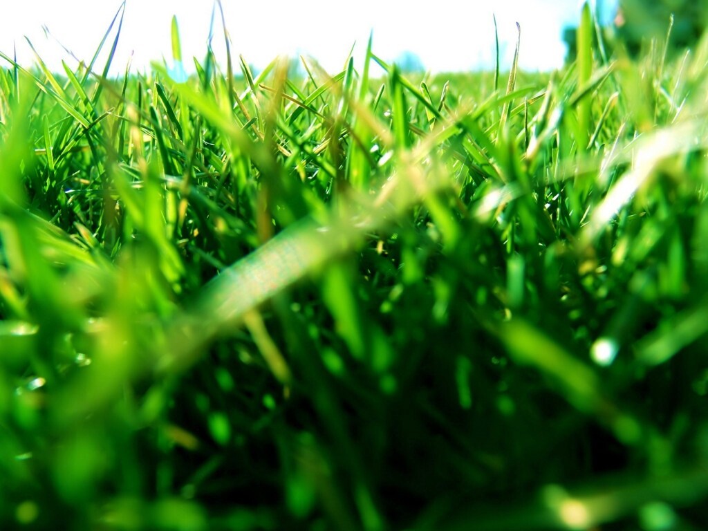 Трава обои