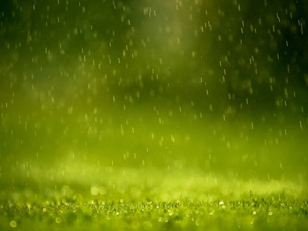 Трава под дождем обои
