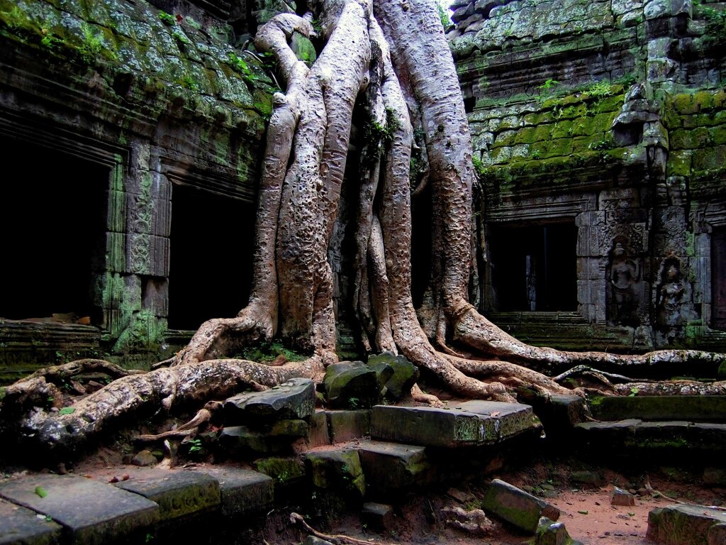 Мощные корни обои